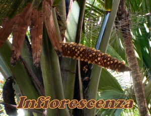 Fiore
